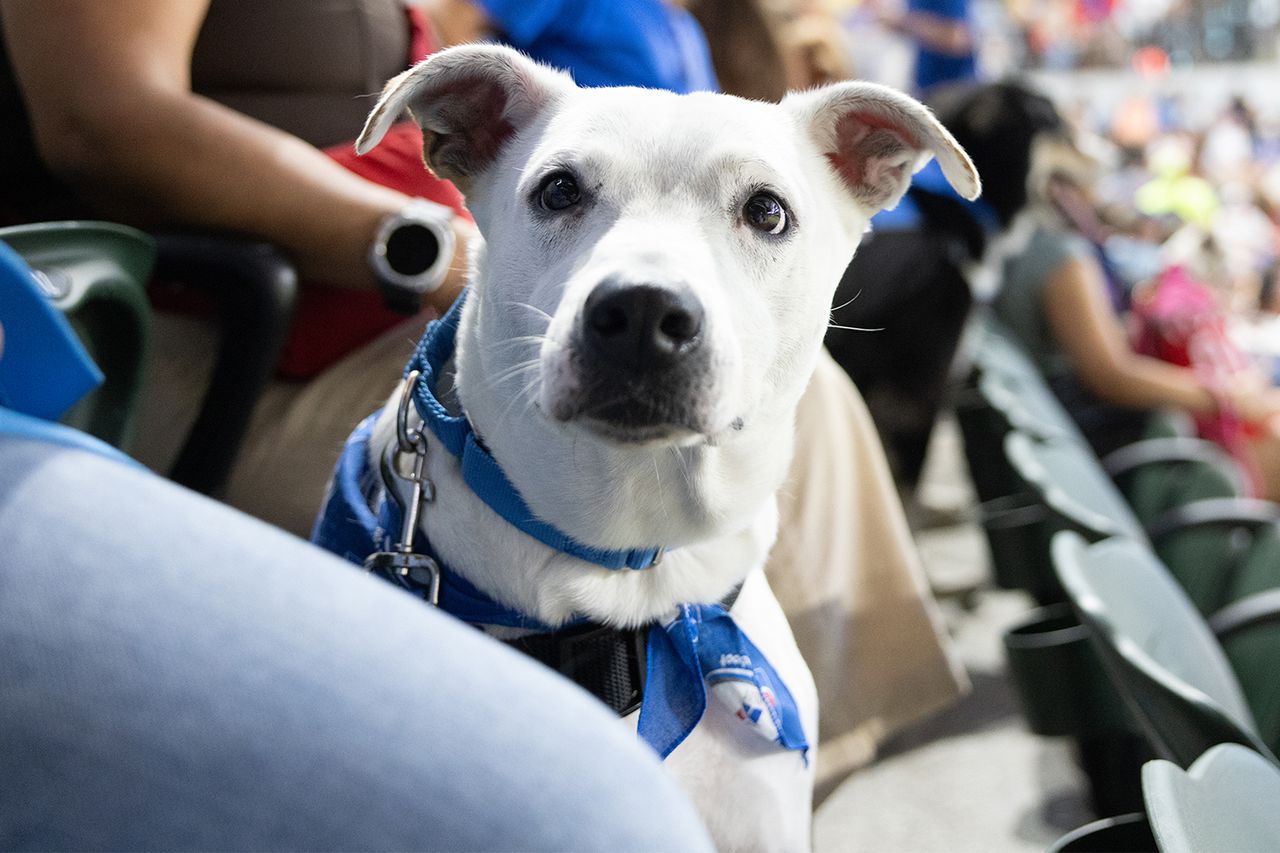 Pixie an adoptable dog from Irving Animal ServicesCredit: Adam Goldberg/Stronger Shots