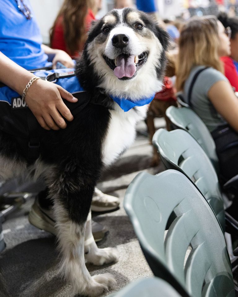 Cooper the adoptable dogCredit: Adam Goldberg/Stronger Shots