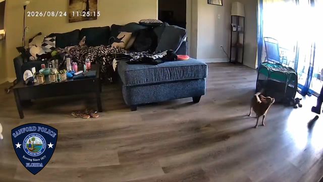 Dog allegedly kicked by Richardson NoelCredit: Sanford Police Department/Facebook