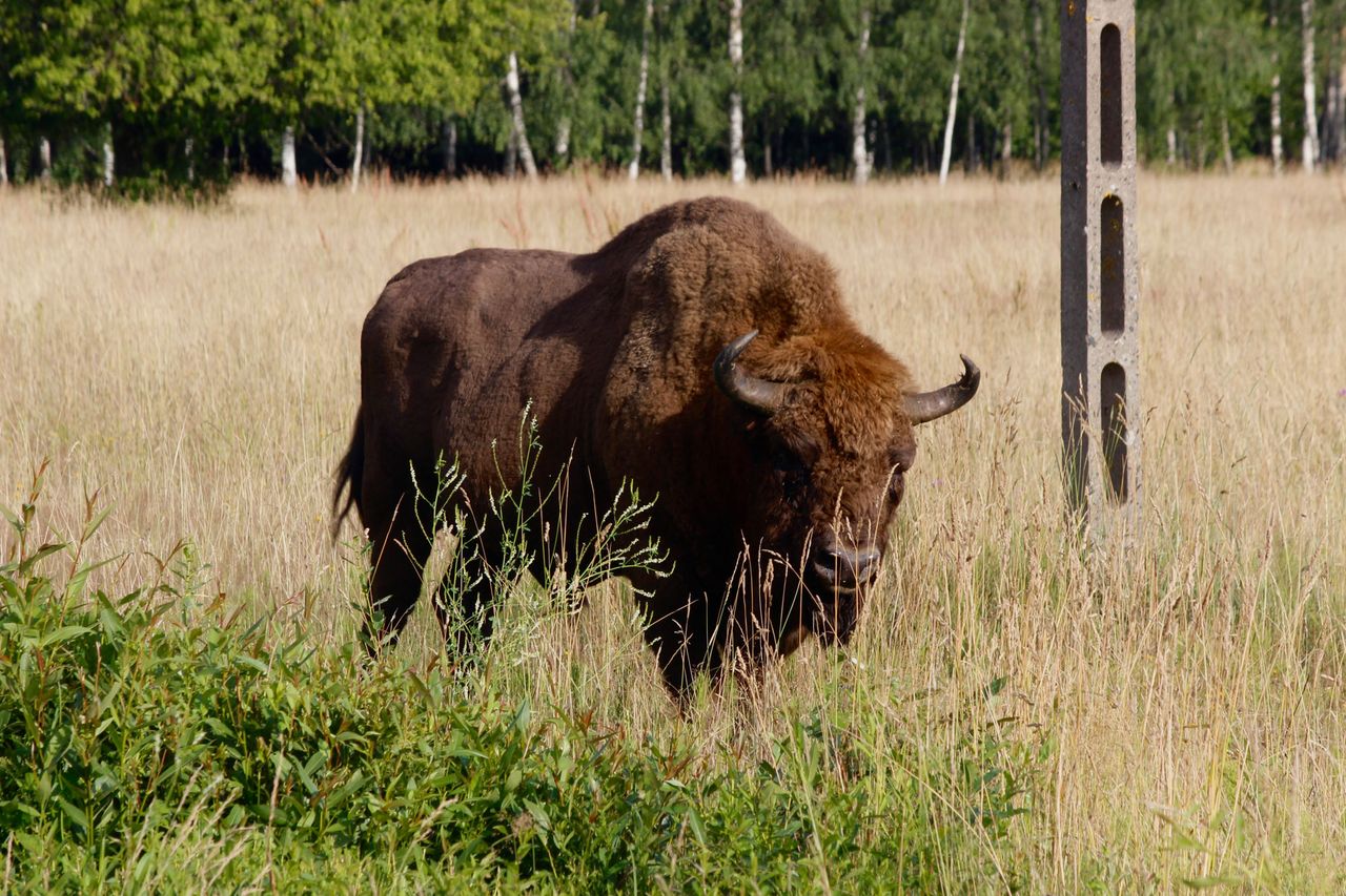 European bison (Bison bonasus) looking at the camera in Bialowieza Forest, Poland. A bison is seen in the Bialowieza Forest.Credit: Getty