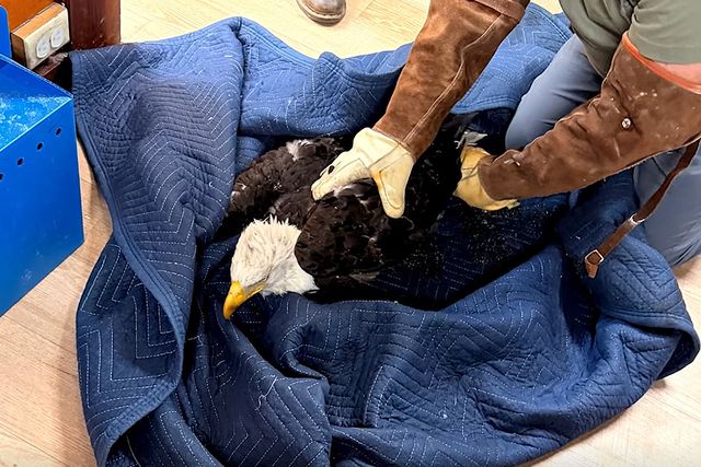 A person assisting an injured Jackie resting on a blue blanketCredit: County of Los Angeles Department of Parks & Recreation