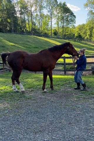 Amanda Seyfried and her pet horse.Credit: Amanda Seyfried/Instagram