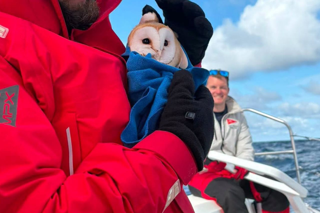 Rescued Barn Owl that was stranded at sea. A barn owl being comforted on a boatCredit: British Army