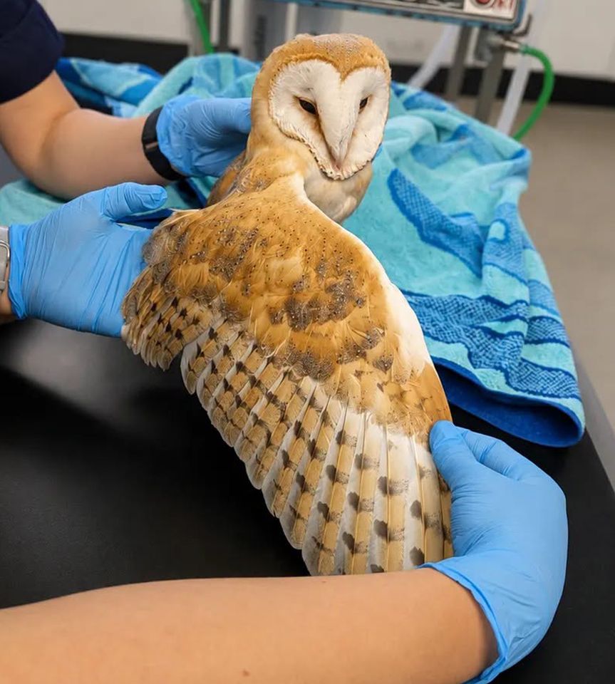 Rescued Barn Owl that was stranded at sea. The rescued owl receiving care at RSPCA East Winch Wildlife CentreCredit: RSPCA East Winch Wildlife Centre