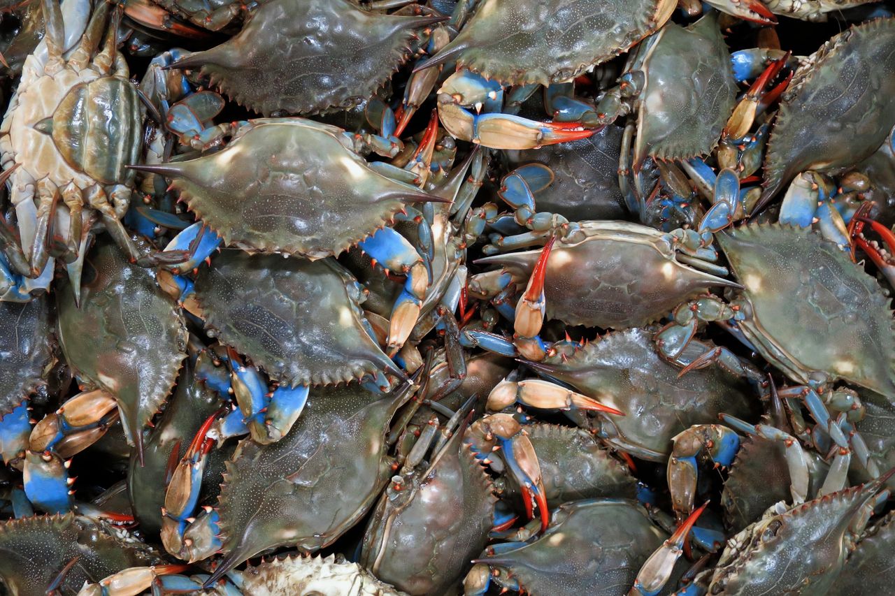 A group of live blue crabs, seen from aboveCredit: Getty