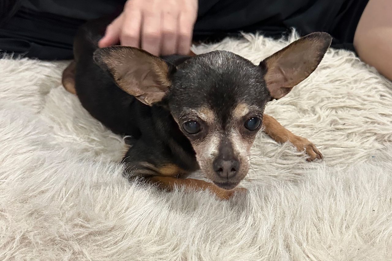 Flor the chihuahuaCredit: Evanston Animal Shelter