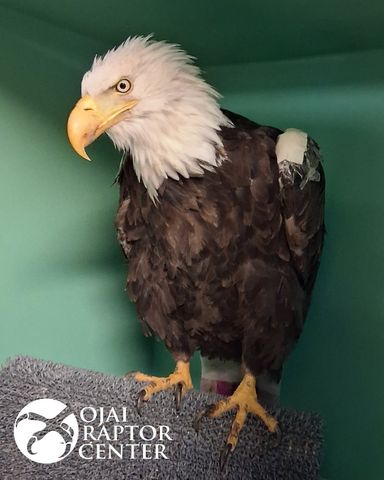Jackie the bald eagleCredit: Ojai Raptor Center