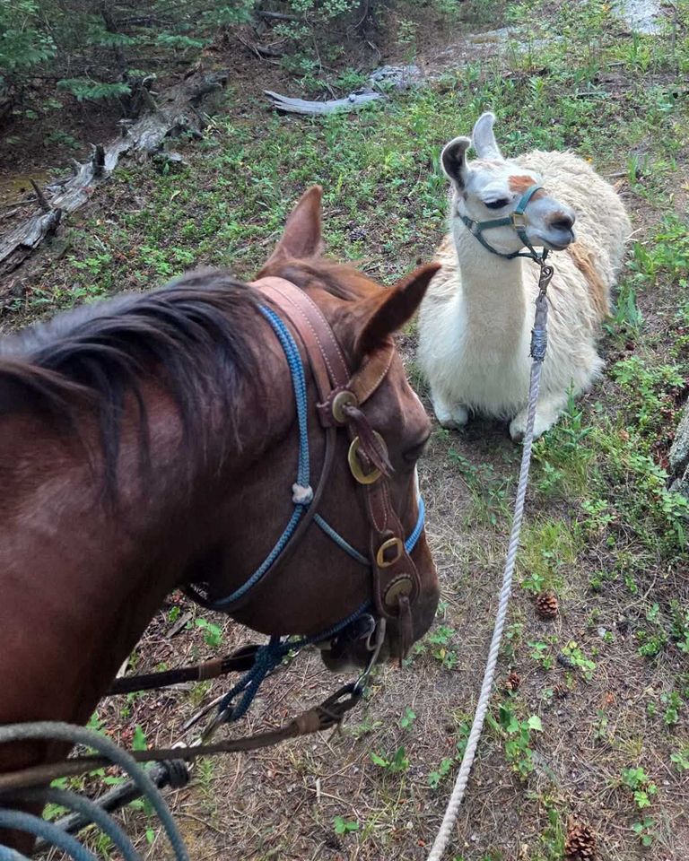 Abandoned llama Deputy Maxwell’s horse with the llama.Credit: Larimer County Sheriff's Office