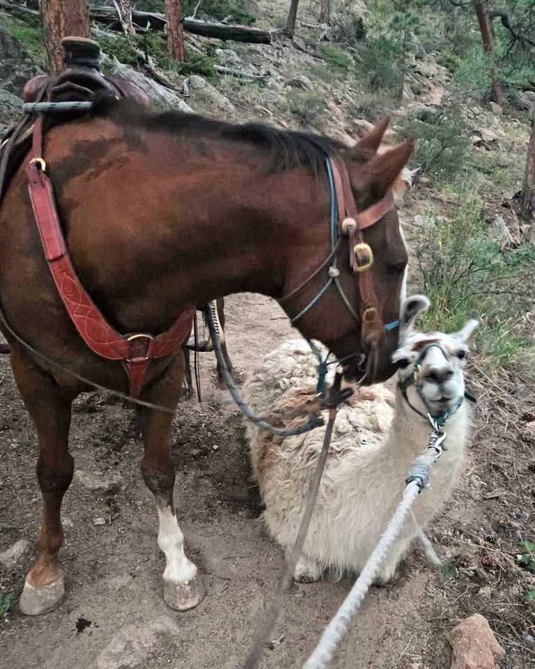 Abandoned llama Deputy Dale and his new llama friend.Credit: Larimer County Sheriff's Office