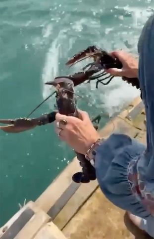 Liz Davies holding two lobsters near the edge of a dock over waterCredit: Noel Edmonds/Instagram
