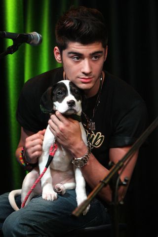 Zayn Malik with a puppy from the Delco SPCA on March 17, 2012 in Bala Cynwyd, Pennsylvania.Credit: Bill McCay/WireImage