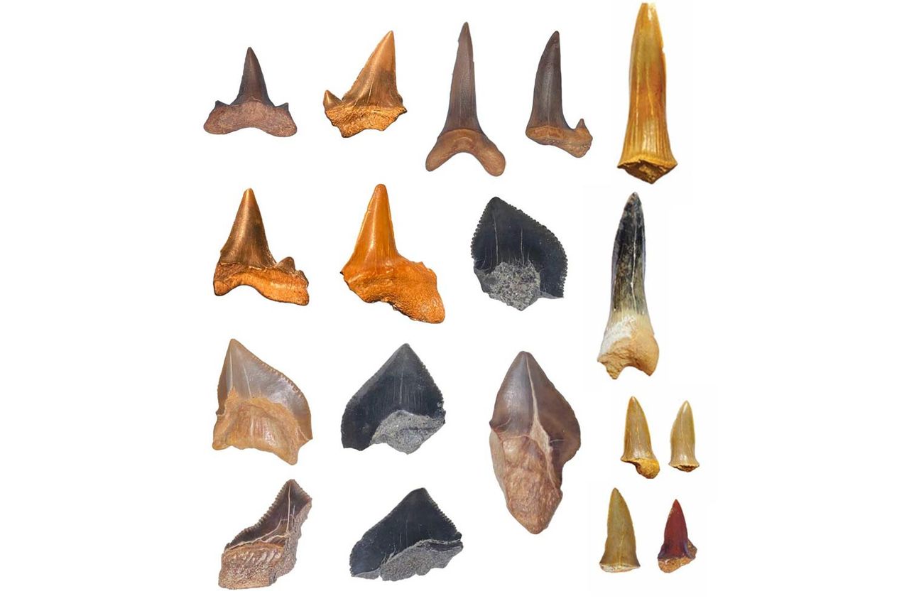 The shark teeth found in the “graveyard”Credit: Paleontologist Tarek Yassin