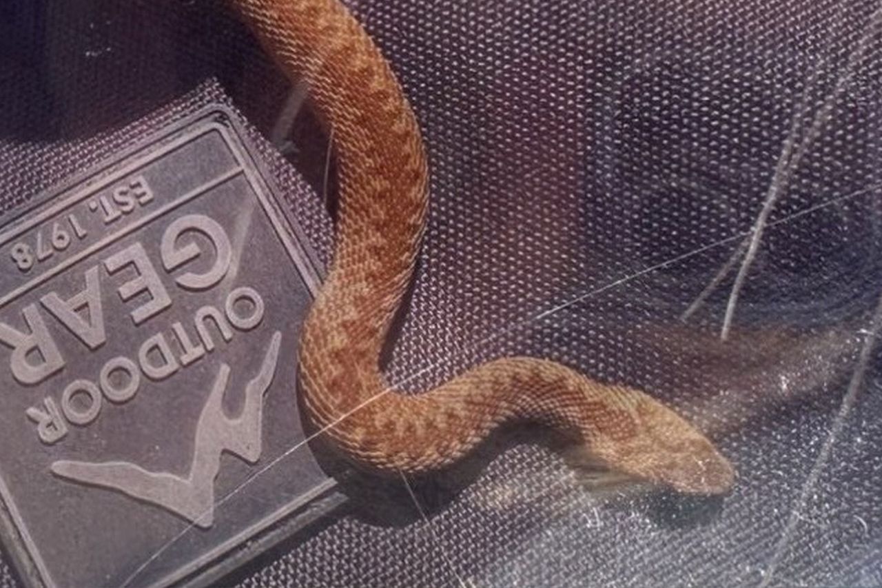 The snake that bit Kenzie MacraeCredit: Kennedy News and Media