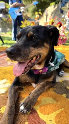 Blake Shelton and Gwen Stefani’s dog BettyCredit: Gwen Stefani/Instagram