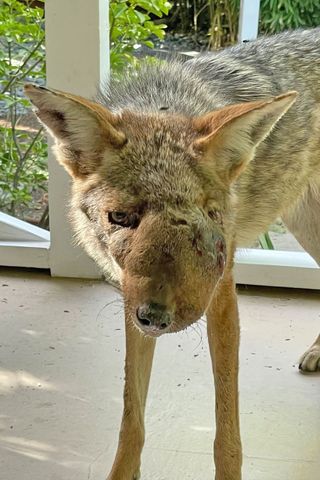 Coyote with facial mass named WendyCredit: Wildlife Care of Southern California/Facebook