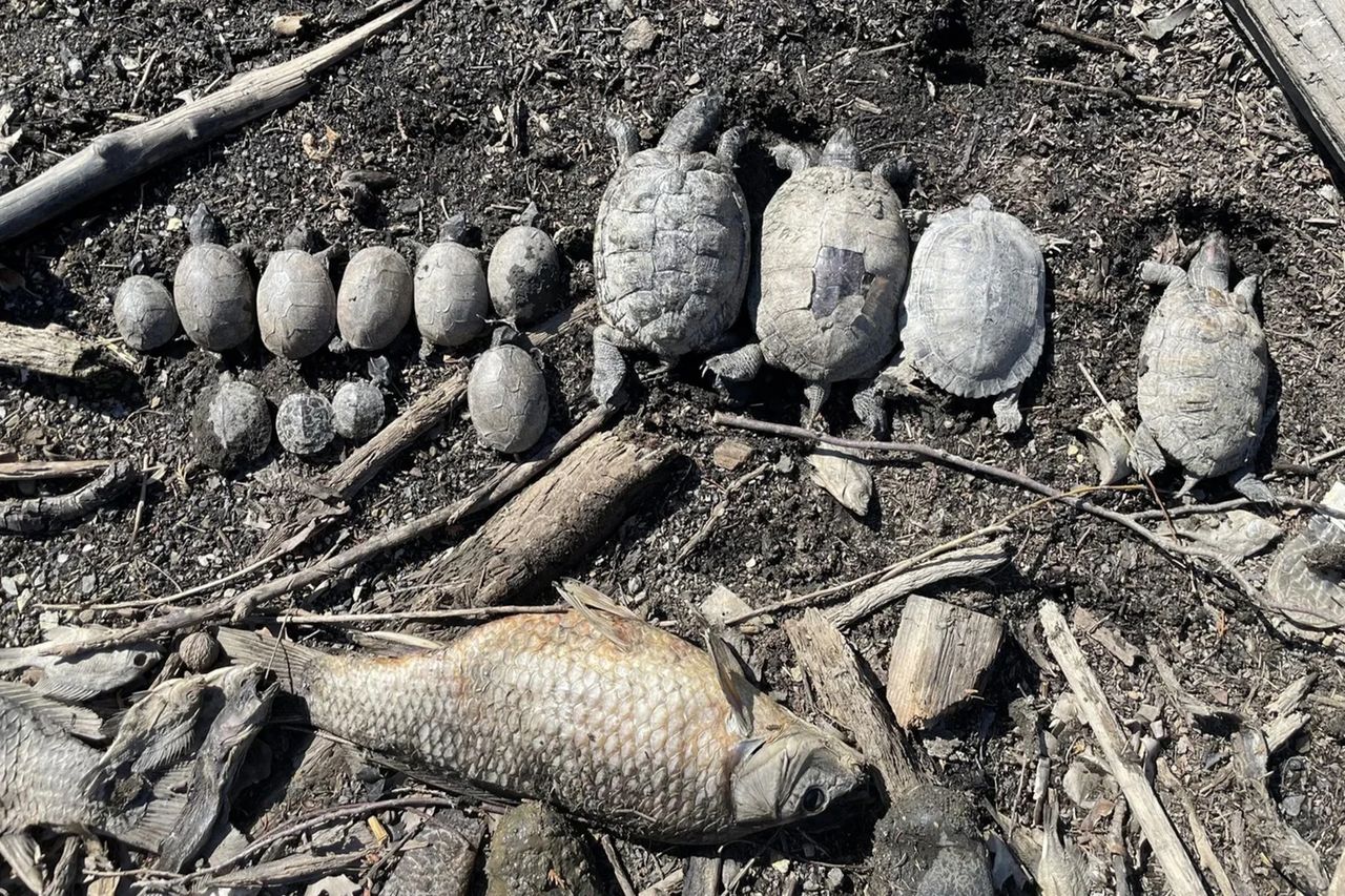 Phots of animals recovered from Crystal LakeCredit: aark