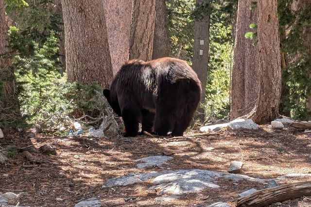 Bear eating human food at Grand Teton National ParkCredit: Grand Teton National Park