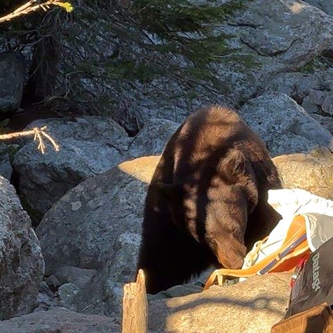 A black bear going through a person’s bag at Grand Teton National ParkCredit: Grand Teton National Park