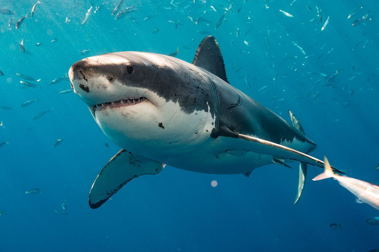 great white shark A great white shark (stock image)Credit: Getty