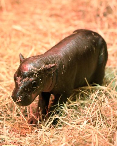 Haggis the pygmy hippo.Credit: Edinburgh Zoo/Instagram