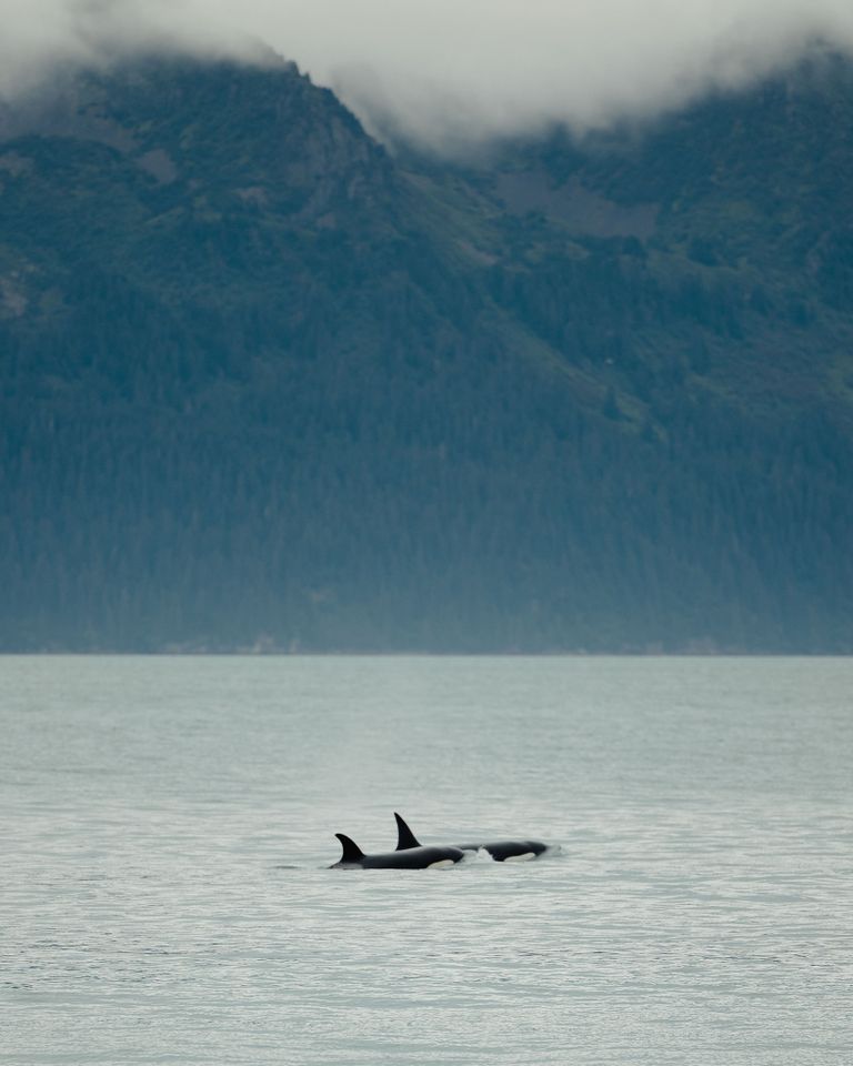A pair of orcasCredit: The Hearnes Adventure Photography