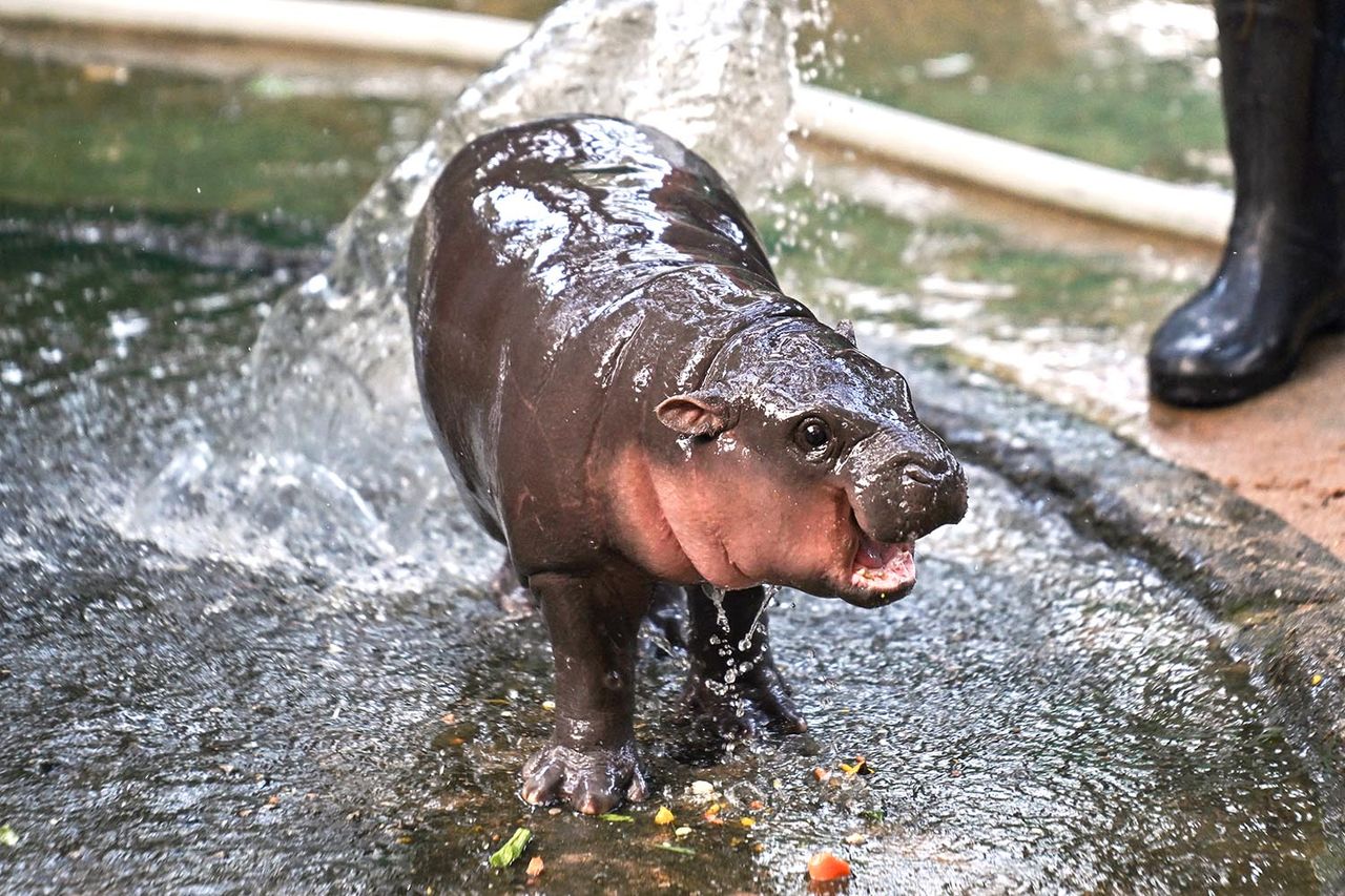 Moo Deng at two months old in September 2024.Credit: LILLIAN SUWANRUMPHA/AFP via Getty
