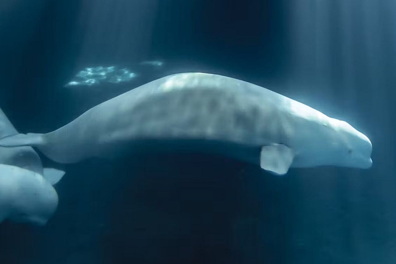 Peekachu, a Rescued Beluga WhaleCredit: Shedd Aquarium