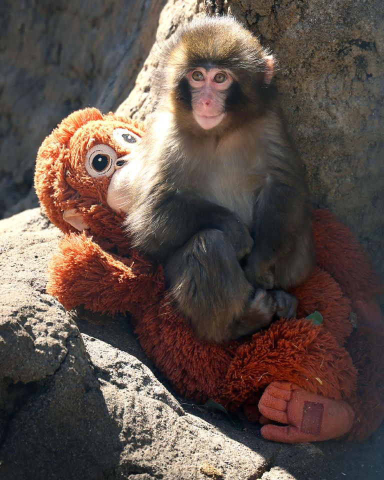 Seven-month-old male macaque monkey Punch, who was abandoned by his mother shortly after birth.Credit: JIJI PRESS / AFP via Getty