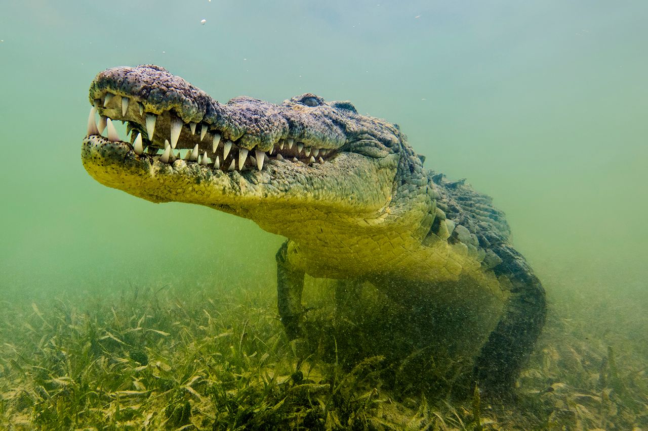 A saltwater crocodileCredit: Getty