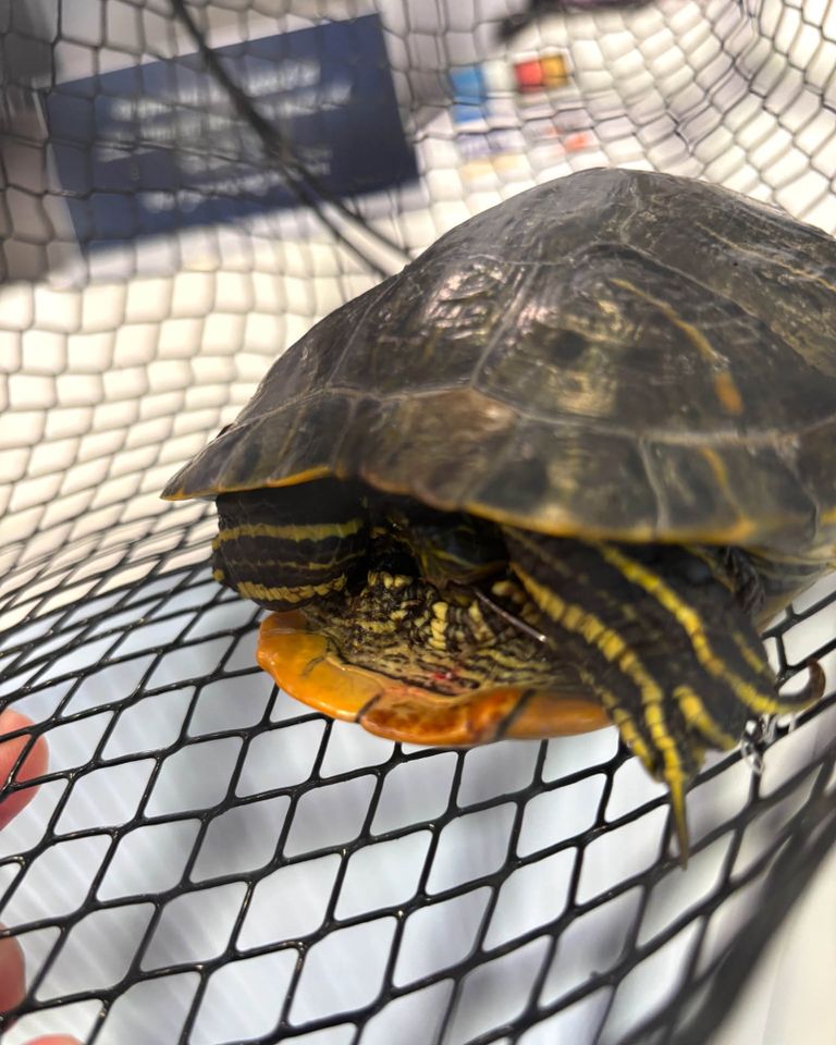 The turtle resting inside a metal mesh container prior to its deathCredit: Suffolk County SPCA