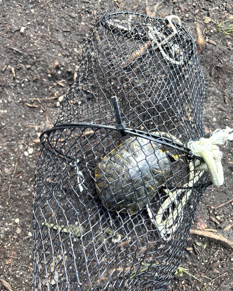 A turtle captured in a mesh net lying on the ground zip-tied shutCredit: Suffolk County SPCA