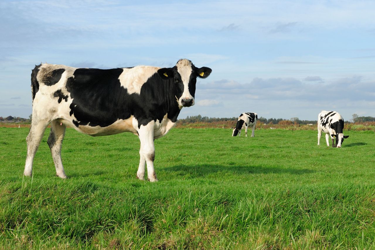 Stock image of cows in a fieldCredit: Getty