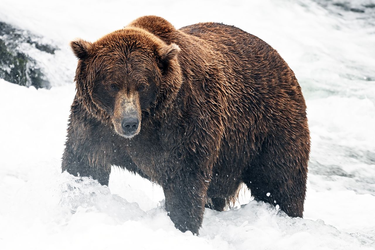 Bear 164 BuckyCredit: Courtesy C Loberg