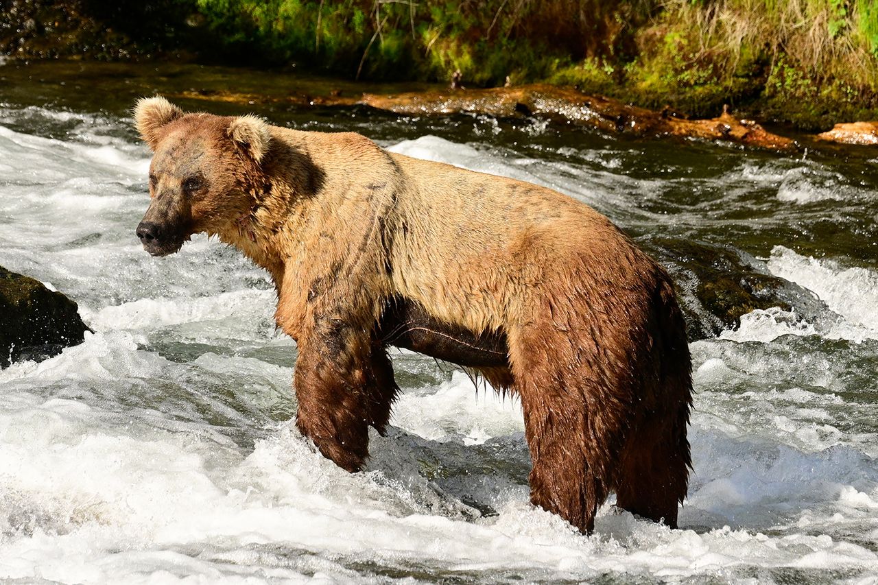 Bear 164 BuckyCredit: Courtesy C Loberg