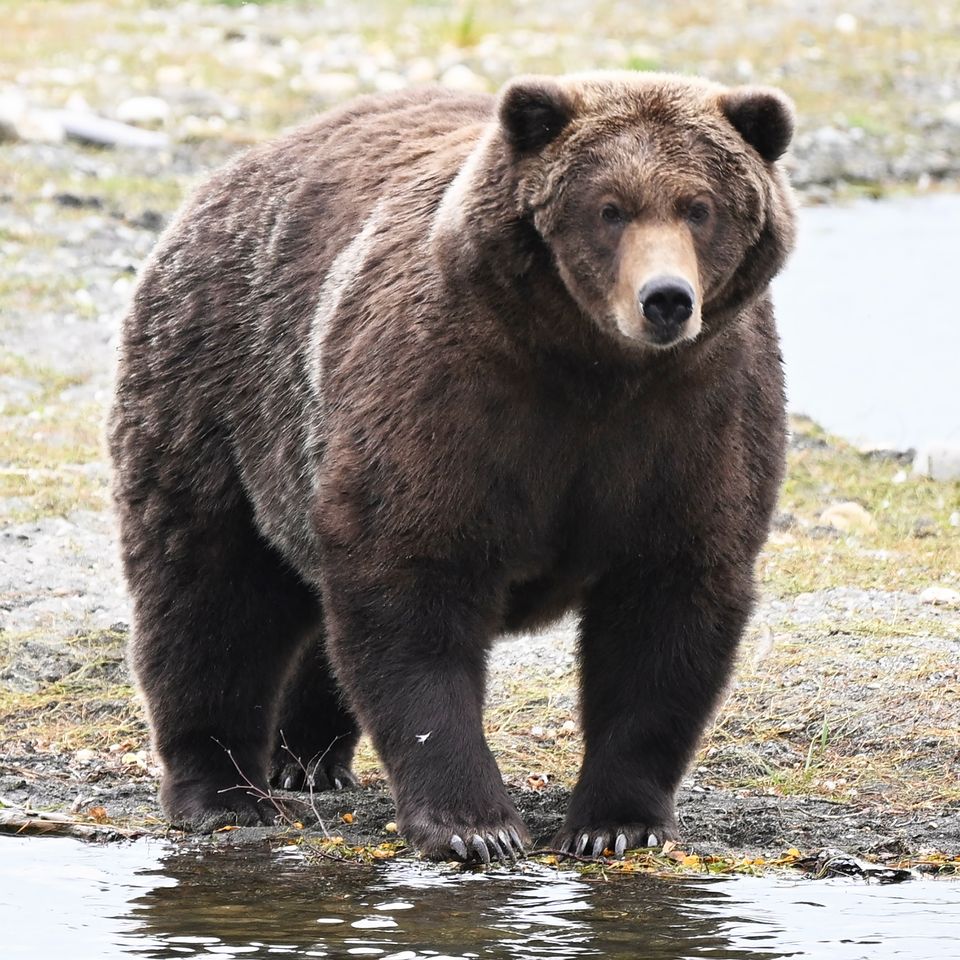 Bear 910Credit: Courtesy C Loberg