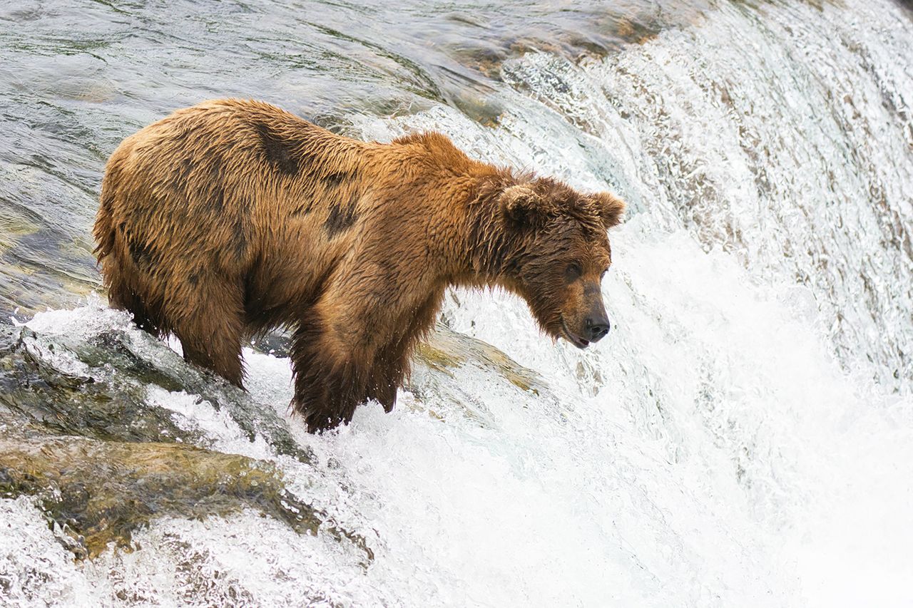 Bear 910Credit: Courtesy T Hunt