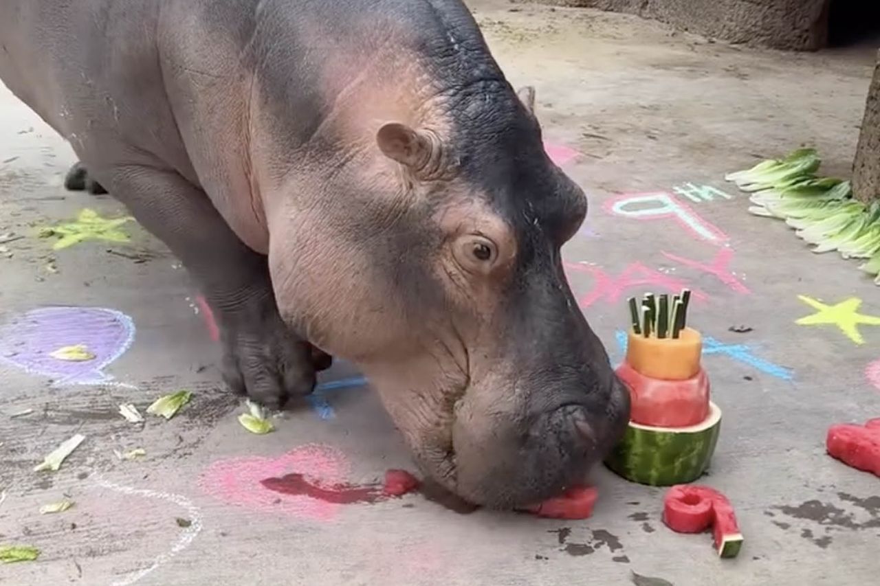 Fiona the hippopotamus eating her fruit-themed birthday cake with colorful chalk drawings on the ground.Credit: Cincinnati Zoo/Instagram