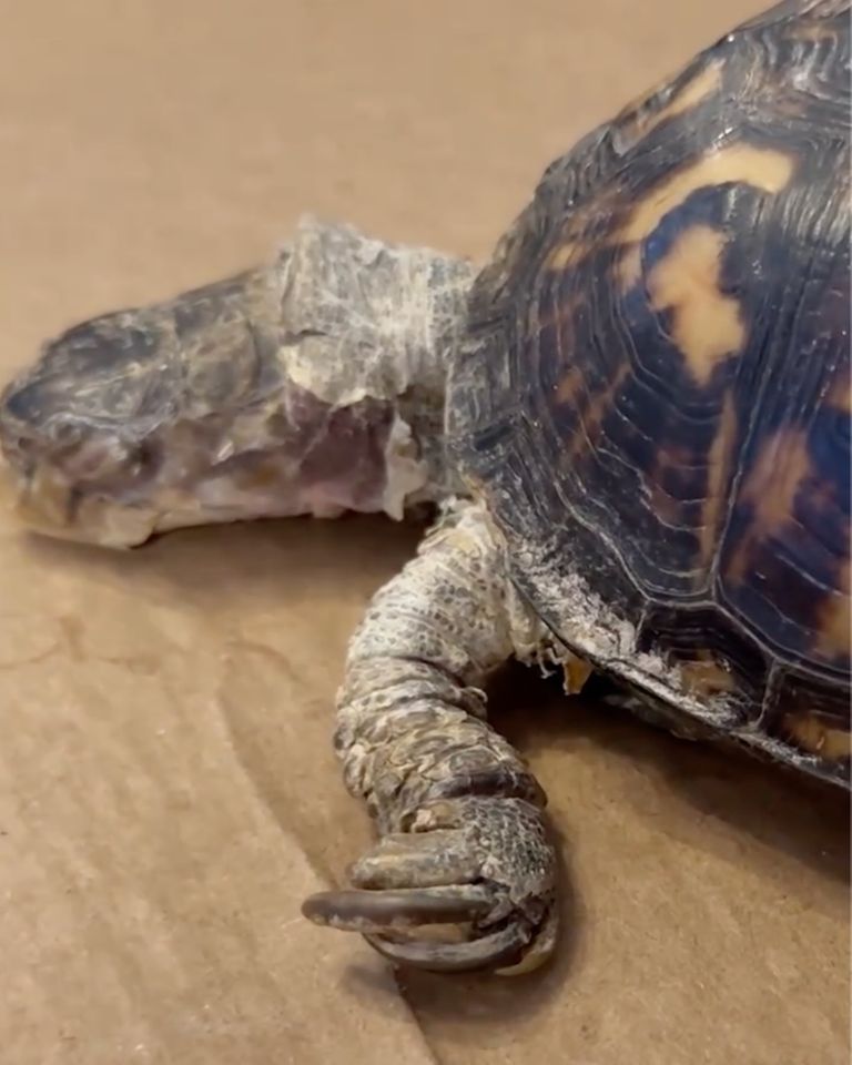 Tortoise Kept on Kitchen Floor for 50 Years and Only Fed Cat Food. Scientist Says They Saved Her in Knick of Time TortoiseCredit: Garden State Tortoise/Instagram