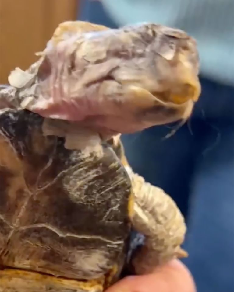 Tortoise Kept on Kitchen Floor for 50 Years and Only Fed Cat Food. Scientist Says They Saved Her in Knick of Time TortoiseCredit: Garden State Tortoise/Instagram