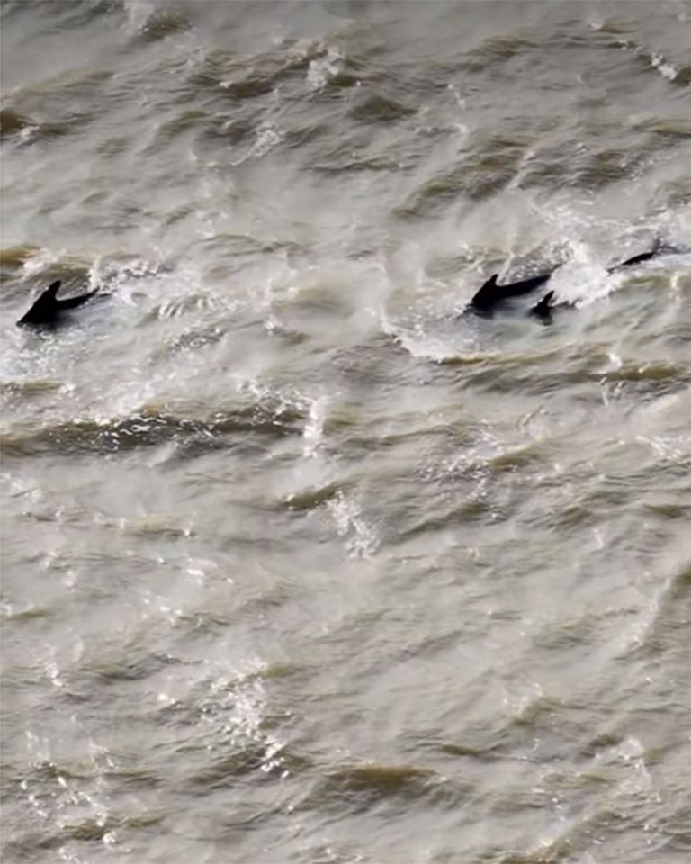 A group of pilot whales swimming near the surface of the water in the Thames RiverCredit: Port of London Authority