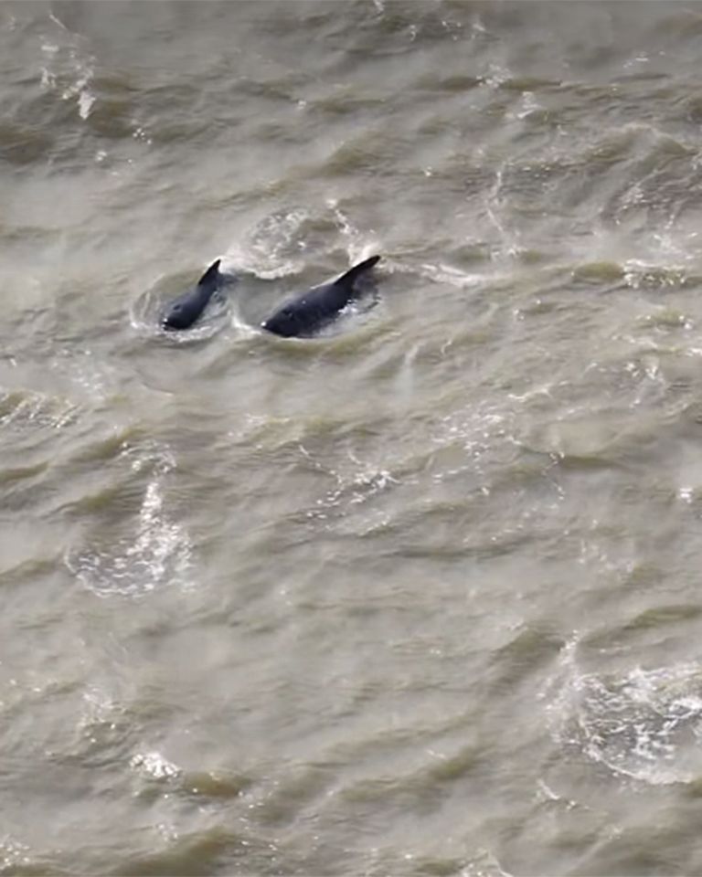 pilot whales in the Thames RiverCredit: Port of London Authority