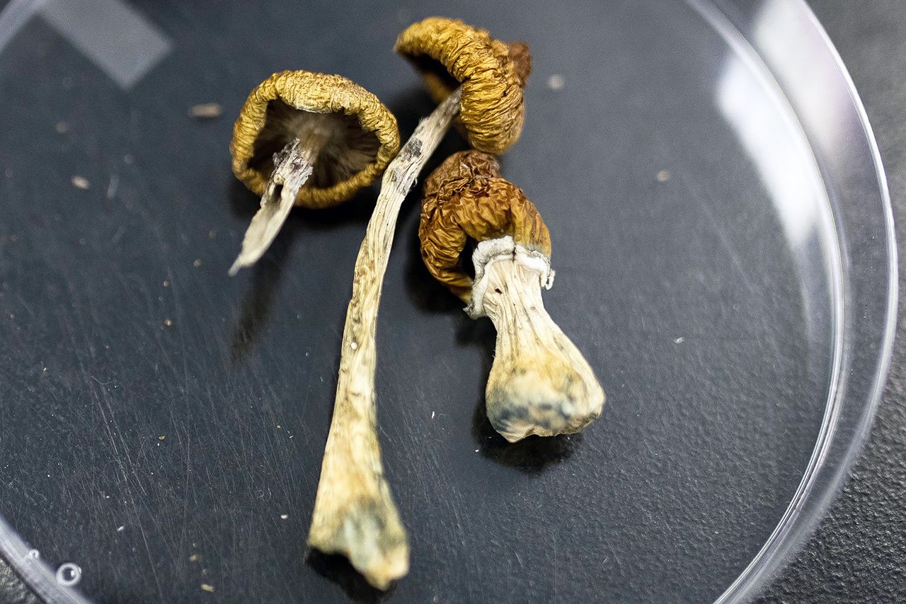 Psilocybin in a petri dish (stock image).Credit: James MacDonald/Bloomberg via Getty