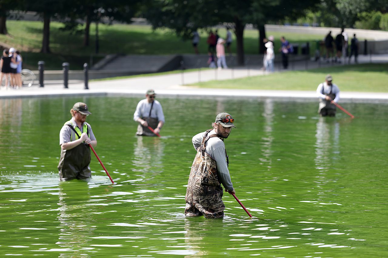 National Park Service employees work to clean up algae in the Lincoln Memorial Reflecting PoolCredit: Tasos Katopodis/Getty