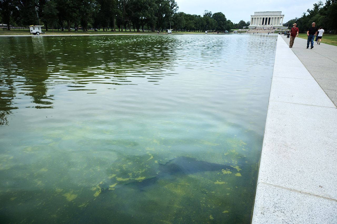 Algae is seen in the Lincoln Memorial Reflecting PoolCredit: Chip Somodevilla/Getty