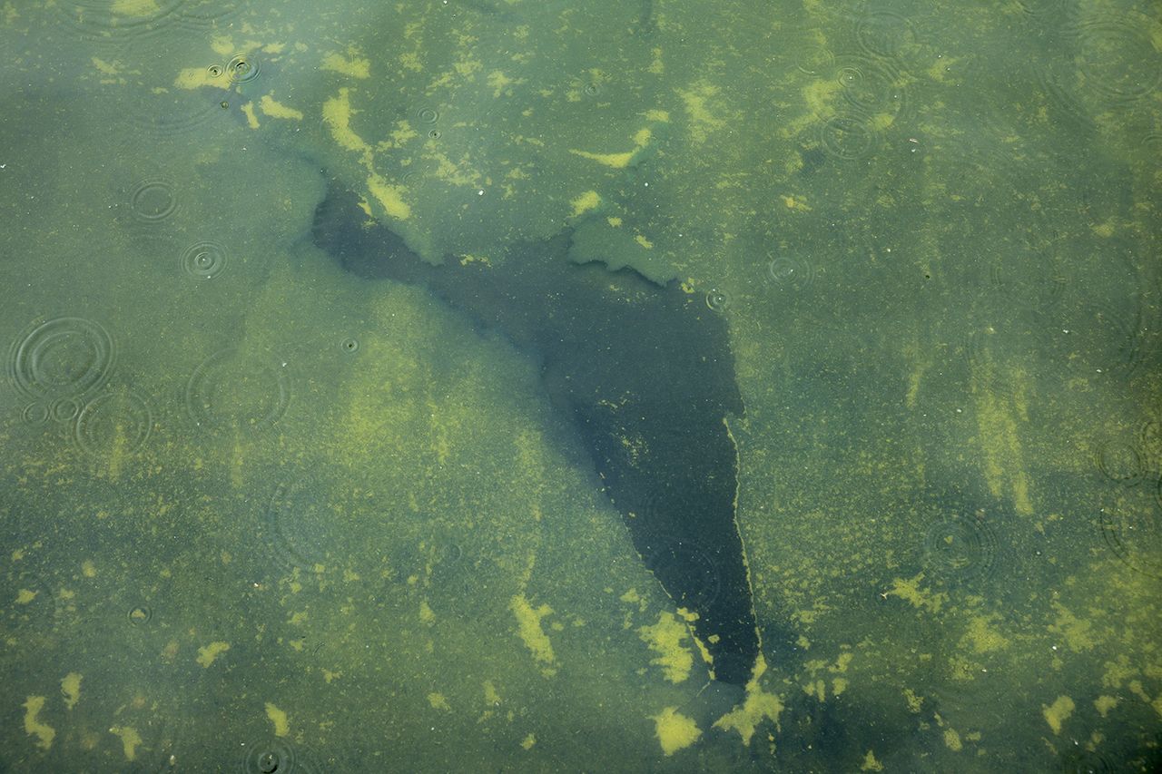Algae is seen in the Lincoln Memorial Reflecting PoolCredit: Chip Somodevilla/Getty