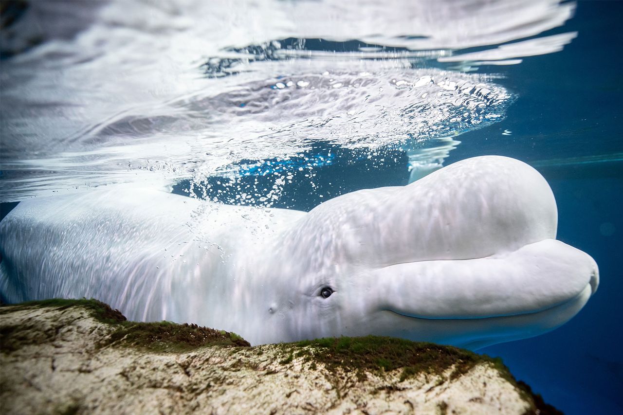 Beluga Beethoven from the Shedd AquariumCredit: Brenna Hernandez/Shedd Aquarium
