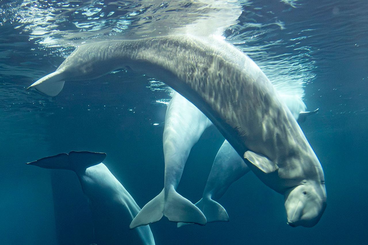 Beluga Rain from the Shedd AquariumCredit: Heidi Zeiger/Shedd Aquarium