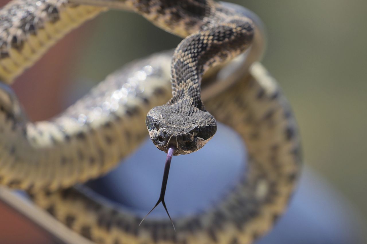 A southern Pacific rattlesnake with its tongue extended poised in a striking position A southern Pacific rattlesnake with its tongue extended poised in a striking position.Credit: Charlie Neuman/The San Diego Union-Tribune via Getty